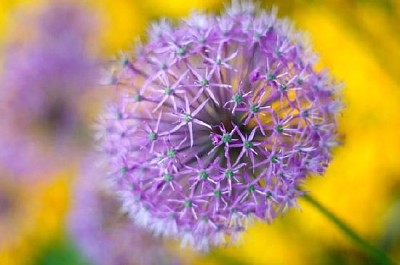 Hermosa flor de primavera