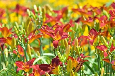 Daylilies jigsaw puzzle