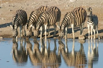 Zebras with Foal