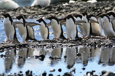 פאזל של אדל פינגווינים