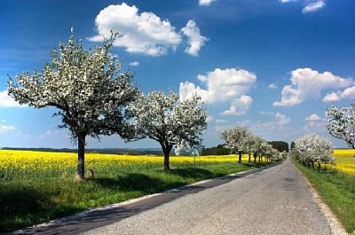 Vista de primavera de la carretera