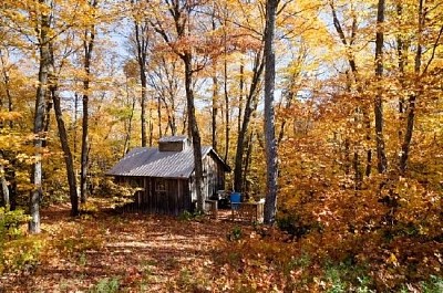 Eine Hütte im Wald