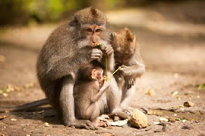猴子家族