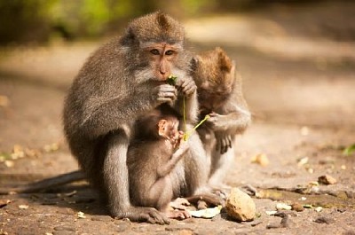 Monkey Family jigsaw puzzle