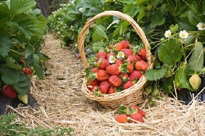 Fresas en la canasta