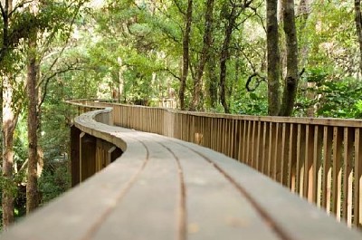 Ponte para pedestres na floresta da Nova Zelândia