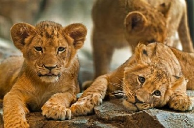 Filhotes de leão
