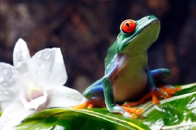 Red-Eyed Tree Frog