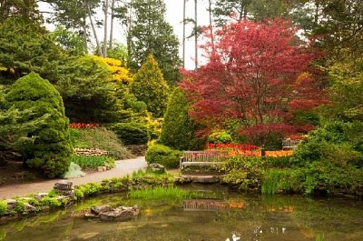 Red Maple In The Spring Garden jigsaw puzzle