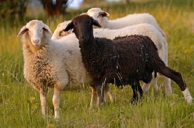 פאזל של כבשים בשחור לבן