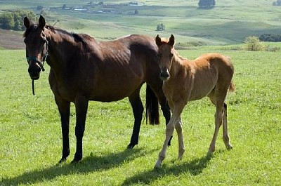 Horse and Foal  jigsaw puzzle