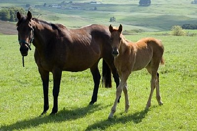 Cheval et poulain