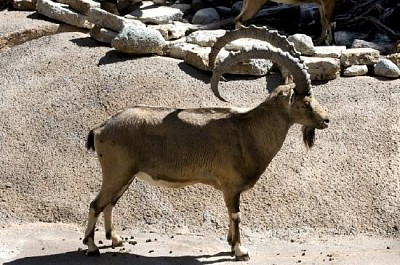 Mountain Goat jigsaw puzzle