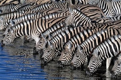 Durstige Zebras