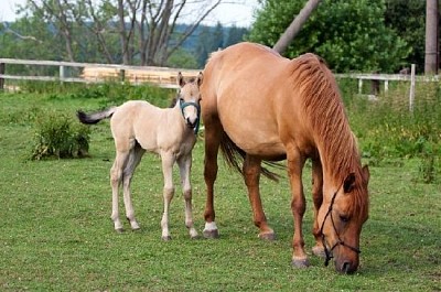 マーレと彼女の子馬