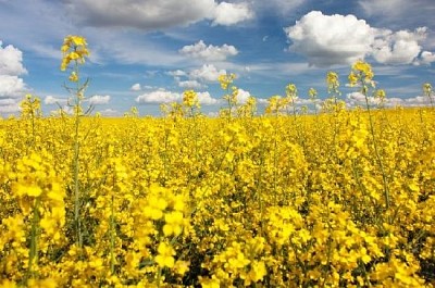 Campo di colza e nuvole