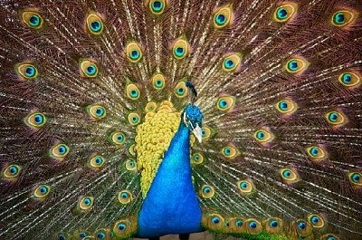 Pretty Peacock