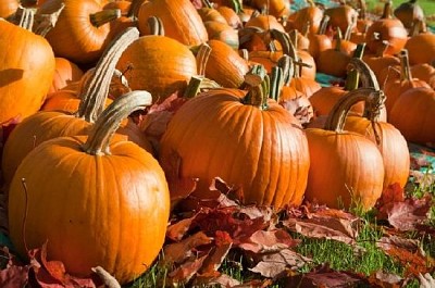 Calabazas maduras en un campo