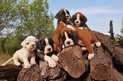 Five Boxer Puppies