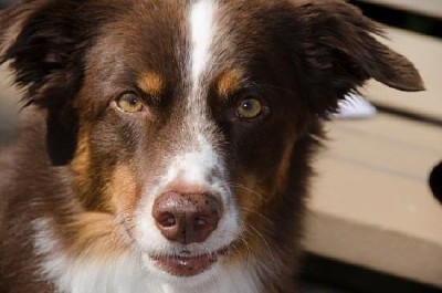 Australian Shepherd Eyes jigsaw puzzle