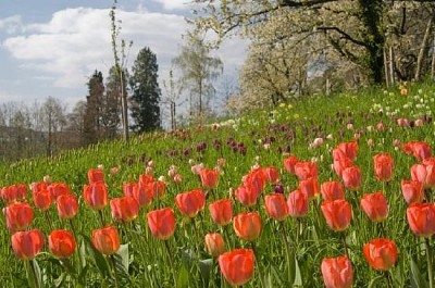 Tulips