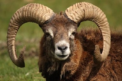 Mouflon with Horns