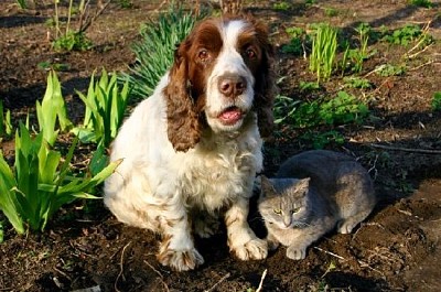 犬と猫