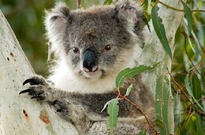 Koala på Kangaroo Island, Australien