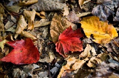 Hojas de otoño