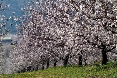 Almond Tree jigsaw puzzle