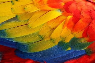 Colorful Parrot Wings jigsaw puzzle