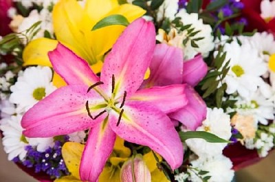 Rosa Lilly im Blumenstrauß