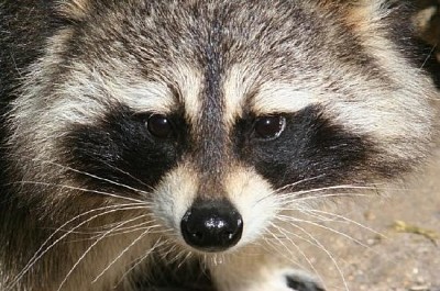 Raccoon