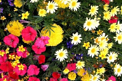 Jardín de flores