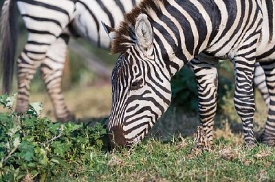 Zebras weiden lassen