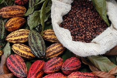 Cacao