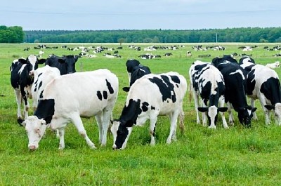 Rebaño de vacas en el pasto