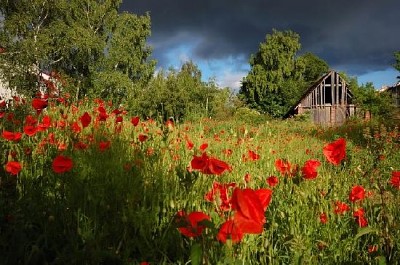 Gewitterwolken über Mohnblumen