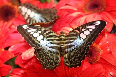 Schmetterling auf einer roten Blume