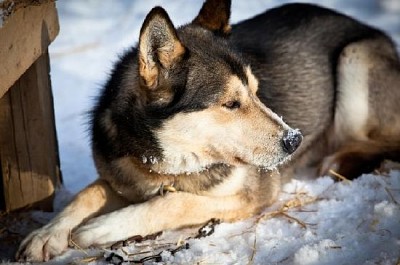 Husky hund