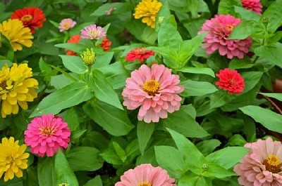 Zinnias bonitas