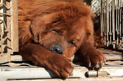 Tibetischer Mastiff