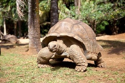 Una tortuga caminando