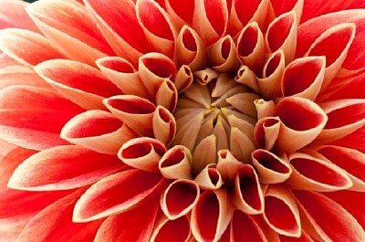 Dahlia jigsaw puzzle