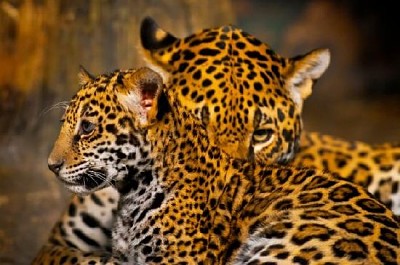 Jaguar Cubs jigsaw puzzle