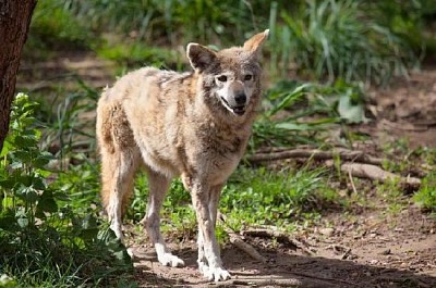 A Lone Wolf  jigsaw puzzle