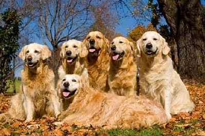 Golden Retrievers gruppfoto