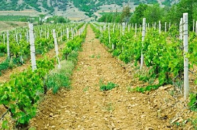 Green Vineyard  jigsaw puzzle