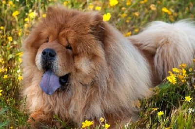 Chow-Chow hund