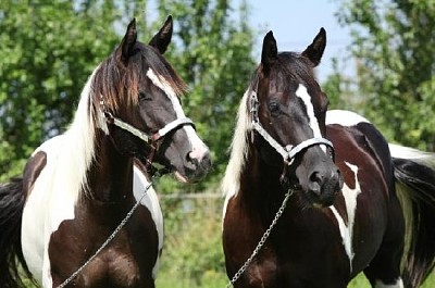 Dos caballos con cabestros